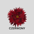Aster wyrobowy 12 Sztuk 17 cm RS-A517 5