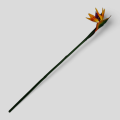 Rajski ptak Strelicja Królewska VIP2332 80 cm 2.png