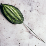 BOX Liść Pojedynczy Ozdobny Wyrobowy RT5554/19 2400 Sztuk