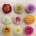 Dalia Wyrobowa Główka Kwiatowa 12 Sztuk M864