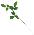 Łodga Do Róży Liść Ozdobny 47 cm 1160-103 24 Sztuki (2).png