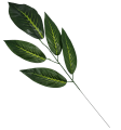 Liść Pojedynczy Ozdobny Wyrobowy 55 x 22 cm RT6114 12 Sztuk (2).png