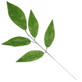 Liść Piątka Ozdobny Wyrobowy 56 x 25 cm LXX-1134 12 Sztuk (2).png