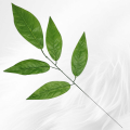 Liść Piątka Ozdobny Wyrobowy 56 x 25 cm LXX-1134 12 Sztuk (1).png