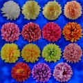 Chryzantema Wyrobowa Sztuczna 20 x 10 cm RT6423 12 sztuk (min).jpg