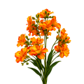 Mieczyk 6 bukietów Gęsty Mix Kolorów VIP5810 58 cm (2).png