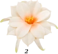 Dalia główka wyrobowa z wąsem 24 cm 12 szt VIP1793 2T.png