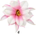 Dalia główka wyrobowa z wąsem 24 cm 12 szt VIP1793 4T.png