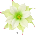 Dalia główka wyrobowa z wąsem 24 cm 12 szt VIP1793 7T.png