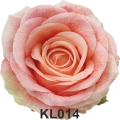KL014t.png