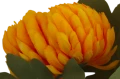VIP6461 FG019 (3).png