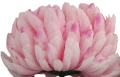 VIP6461 FG067 (3).png