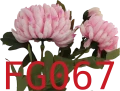VIP6461 FG067t.png