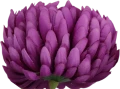 VIP6461 FG107 (3).png