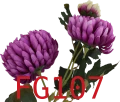 VIP6461 FG107t.png