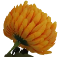 VIP6460 FG019 (3).png