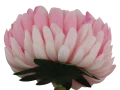 VIP6460 FG067 (3).png