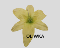 Lilia Wyrobowa Główka Kwiatowa 22 cm 1160-34 24 Sztuki  10