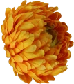 VIP2191 M019 (2).png