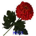 VIP2191 M028t.png