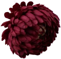 VIP2191 M095 (2).png
