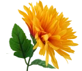 asc240220-mix pomaranczowy (3).png
